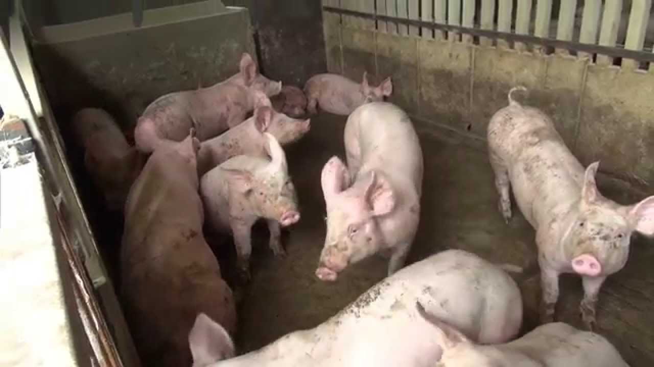 Cette croûte de pain dur possède plusieurs vertus. Il peut servir dans plusieurs secteurs d’activités autres que la consommation directe.