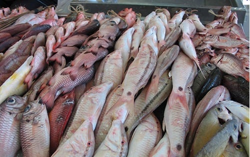 Une foire des fruits de mer organisée par l’Association nationale des exploitants des produits de pêche et activités assimilées du Cameroun (Anepac) s’ouvre le mois prochain au Stade Camtel de Bepanda, dans la capitale économique.