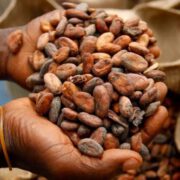 Ce nouveau record a été enregistré à la suite de la vente groupée de cacao organisée le 5 mars 2024  à Abong-mbang dans la région de l'Est.