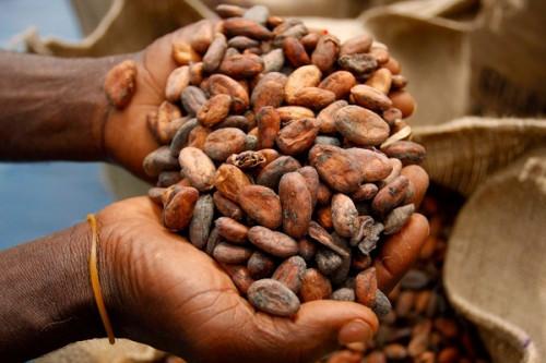 Ce nouveau record a été enregistré à la suite de la vente groupée de cacao organisée le 5 mars 2024  à Abong-mbang dans la région de l'Est.