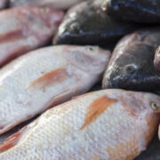 La 3e édition de la fête du poisson baptisée « Ndema La Sue » se tiendra à Douala du 20 au 23 mars prochain sous le thème : « Consommons le poisson 237. Goût. Qualité. Prix ». Le festival est organisé par Sphinge, un cabinet conseil & ingénierie marketing pour Pme, en partenariat avec la mairie de la ville de Douala et la chambre d’agriculture, des pêches, de l’élevage, et des forêts du Cameroun (Capef).