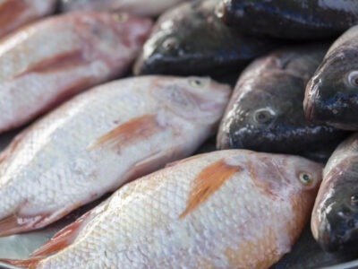 La 3e édition de la fête du poisson baptisée « Ndema La Sue » se tiendra à Douala du 20 au 23 mars prochain sous le thème : « Consommons le poisson 237. Goût. Qualité. Prix ». Le festival est organisé par Sphinge, un cabinet conseil & ingénierie marketing pour Pme, en partenariat avec la mairie de la ville de Douala et la chambre d’agriculture, des pêches, de l’élevage, et des forêts du Cameroun (Capef).