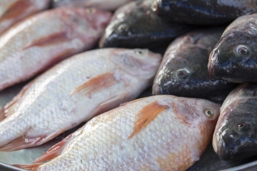 La 3e édition de la fête du poisson baptisée « Ndema La Sue » se tiendra à Douala du 20 au 23 mars prochain sous le thème : « Consommons le poisson 237. Goût. Qualité. Prix ». Le festival est organisé par Sphinge, un cabinet conseil & ingénierie marketing pour Pme, en partenariat avec la mairie de la ville de Douala et la chambre d’agriculture, des pêches, de l’élevage, et des forêts du Cameroun (Capef).