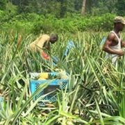 Alors que le président de la République Paul Biya, ne cesse d’exhorter les jeunes camerounais à se lancer dans l’auto emploi, des problèmes persistent sur ce chantier. Or, il aurait permis de maitriser le chômage qui défraie la chronique dans cette classe sociale. Comment venir donc à bout de ce problème qui demeure d’actualité ?