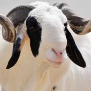 Tabaski : lundi prochain déclaré férié par Paul Biya, le prix de la viande de bœuf reste inchangé à Yaoundé