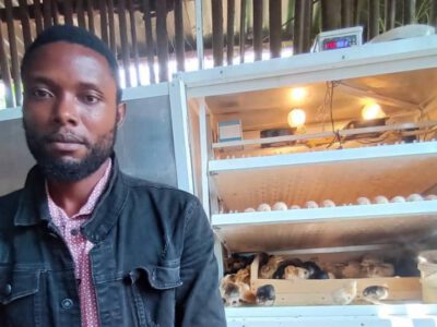 Dans la région de l’Ouest-Cameroun, plus précisément au lieu-dit « Batoukop » dans la commune d’arrondissement de Bafoussam 1er, Frédrickcène Kouagne gère une ferme avicole nommée « Edena’s Farm ». L’entreprise lancée il y a un an deux mois, est spécialisée dans l’élevage des poulets Goliath, une race de poulets qui se distinguent par leur taille (environ 60 cm), leur carrure et surtout leur résistance aux infections bactériennes.