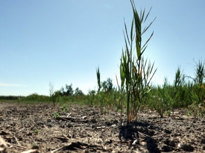 Alors que la COP 29 bat son plein, la question du financement de l'adaptation aux changements climatiques s'impose comme une priorité urgente. Les impacts du réchauffement climatique  (sécheresses, inondations, montée des eaux et autres catastrophes climatiques) frappent de plus en plus durement, en particulier les pays en développement qui, bien que peu responsables des émissions de gaz à effet de serre, subissent de plein fouet ces effets dévastateurs.