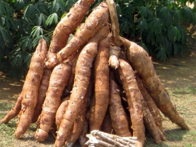 Elle se tiendra du 24 au 27 juillet 2025 à la maison du parti à Bonanjo. Dénommé « All Kassava », l'évènement promeut  la filière manioc sous toutes ses formes.