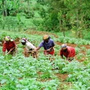 Cameroun : le journaliste Thierry Djoussi présente le tableau sombre du secteur agro-pastoral et halieutique à la veille de la présidentielle 2025