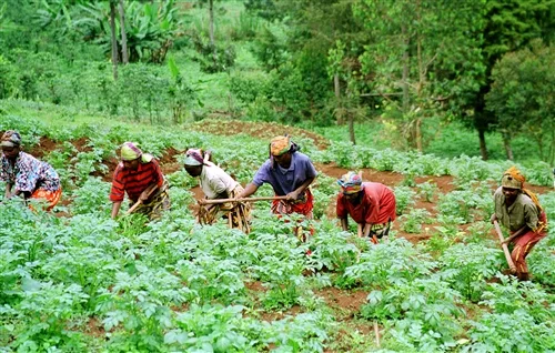 Cameroun : le journaliste Thierry Djoussi présente le tableau sombre du secteur agro-pastoral et halieutique à la veille de la présidentielle 2025