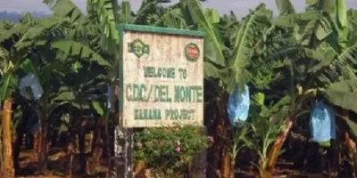 Fleuron agro-industriel, la CDC était jusqu’à récemment le premier employeur privé du pays. Spécialisée dans l’hévéa, le palmier à huile et la banane, elle a été paralysée par la crise séparatiste depuis 2016 : attaques répétées, enlèvements de personnel et appels aux « villes mortes » ont fortement réduit la production et dégradé ses comptes. Le gouvernement affirme avoir évité des licenciements massifs malgré des pertes importantes.