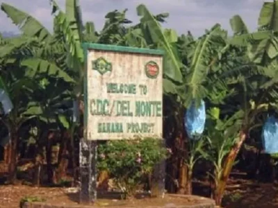 Fleuron agro-industriel, la CDC était jusqu’à récemment le premier employeur privé du pays. Spécialisée dans l’hévéa, le palmier à huile et la banane, elle a été paralysée par la crise séparatiste depuis 2016 : attaques répétées, enlèvements de personnel et appels aux « villes mortes » ont fortement réduit la production et dégradé ses comptes. Le gouvernement affirme avoir évité des licenciements massifs malgré des pertes importantes.
