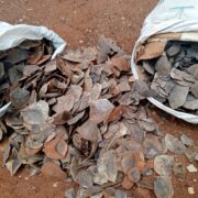 Ces personnes ont comparu devant le Tribunal de Grande Instance de Tibati le 22 octobre pour répondre des faits de détention illégale d'écailles de pangolin géant.