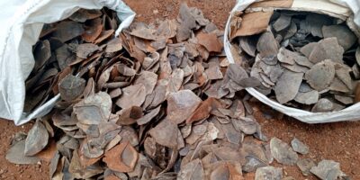 Ces personnes ont comparu devant le Tribunal de Grande Instance de Tibati le 22 octobre pour répondre des faits de détention illégale d'écailles de pangolin géant.