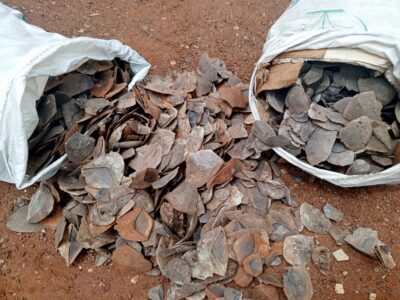 Ces personnes ont comparu devant le Tribunal de Grande Instance de Tibati le 22 octobre pour répondre des faits de détention illégale d'écailles de pangolin géant.