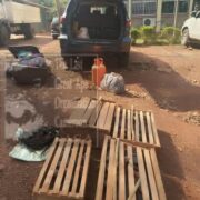 Trois individus ont été arrêtés à Bertoua pour détention illégale et trafic de perroquets gris à queue rouge. 