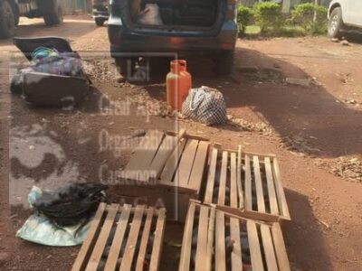 Trois individus ont été arrêtés à Bertoua pour détention illégale et trafic de perroquets gris à queue rouge.