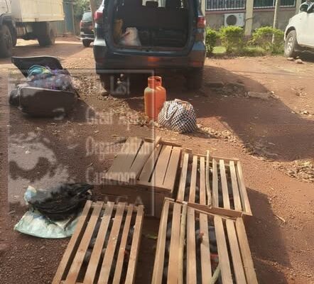 Trois individus ont été arrêtés à Bertoua pour détention illégale et trafic de perroquets gris à queue rouge. 