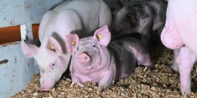 Réunis le mardi 30 décembre 2025 dans une école primaire de Songon Té, dans le district d’Abidjan, les éleveurs de porcs de la localité ont formulé un nouvel appel à l’attention du Premier ministre, Robert Beugré Mambé, relative au processus d’indemnisation consécutif à l’abattage sanitaire ayant affecté la filière porcine.