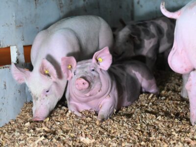 Réunis le mardi 30 décembre 2025 dans une école primaire de Songon Té, dans le district d’Abidjan, les éleveurs de porcs de la localité ont formulé un nouvel appel à l’attention du Premier ministre, Robert Beugré Mambé, relative au processus d’indemnisation consécutif à l’abattage sanitaire ayant affecté la filière porcine.