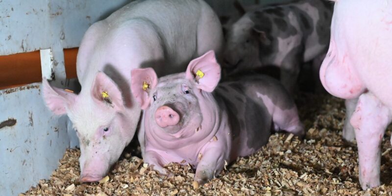 Réunis le mardi 30 décembre 2025 dans une école primaire de Songon Té, dans le district d’Abidjan, les éleveurs de porcs de la localité ont formulé un nouvel appel à l’attention du Premier ministre, Robert Beugré Mambé, relative au processus d’indemnisation consécutif à l’abattage sanitaire ayant affecté la filière porcine.