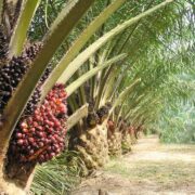 Alors que le terme cession en pareille circonstance, renvoie à « abandon », « délaissement », l’atmosphère qui règne au sein de la société Opalm, acquéreur de cette huilerie, est de nature à servir plutôt de leçon pour toute autre structure qui se retrouverait dans une telle posture.