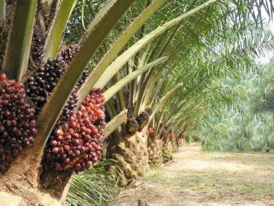 Alors que le terme cession en pareille circonstance, renvoie à « abandon », « délaissement », l’atmosphère qui règne au sein de la société Opalm, acquéreur de cette huilerie, est de nature à servir plutôt de leçon pour toute autre structure qui se retrouverait dans une telle posture.