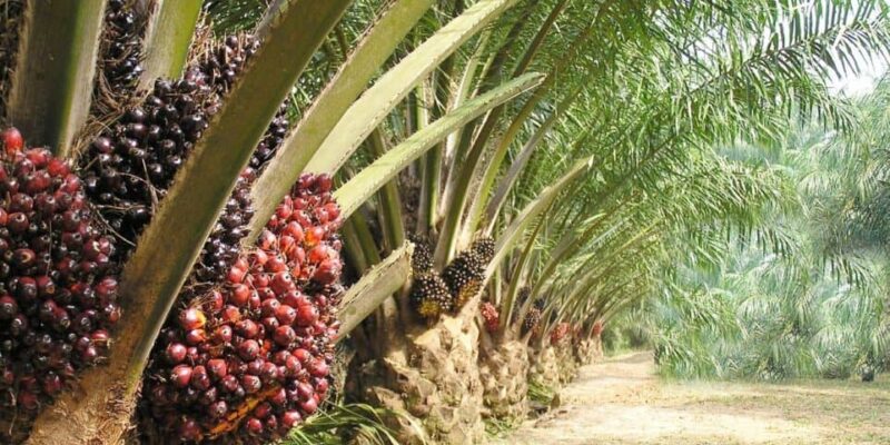 Alors que le terme cession en pareille circonstance, renvoie à « abandon », « délaissement », l’atmosphère qui règne au sein de la société Opalm, acquéreur de cette huilerie, est de nature à servir plutôt de leçon pour toute autre structure qui se retrouverait dans une telle posture.