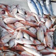 Le SYCAOPAO demande un bilan des politiques halieutiques 2022-2026 face à la hausse des prix du poisson sur les marchés et la forte dépendance aux importations.`