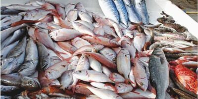 Le SYCAOPAO demande un bilan des politiques halieutiques 2022-2026 face à la hausse des prix du poisson sur les marchés et la forte dépendance aux importations.`