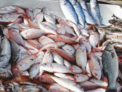 Le SYCAOPAO demande un bilan des politiques halieutiques 2022-2026 face à la hausse des prix du poisson sur les marchés et la forte dépendance aux importations.`